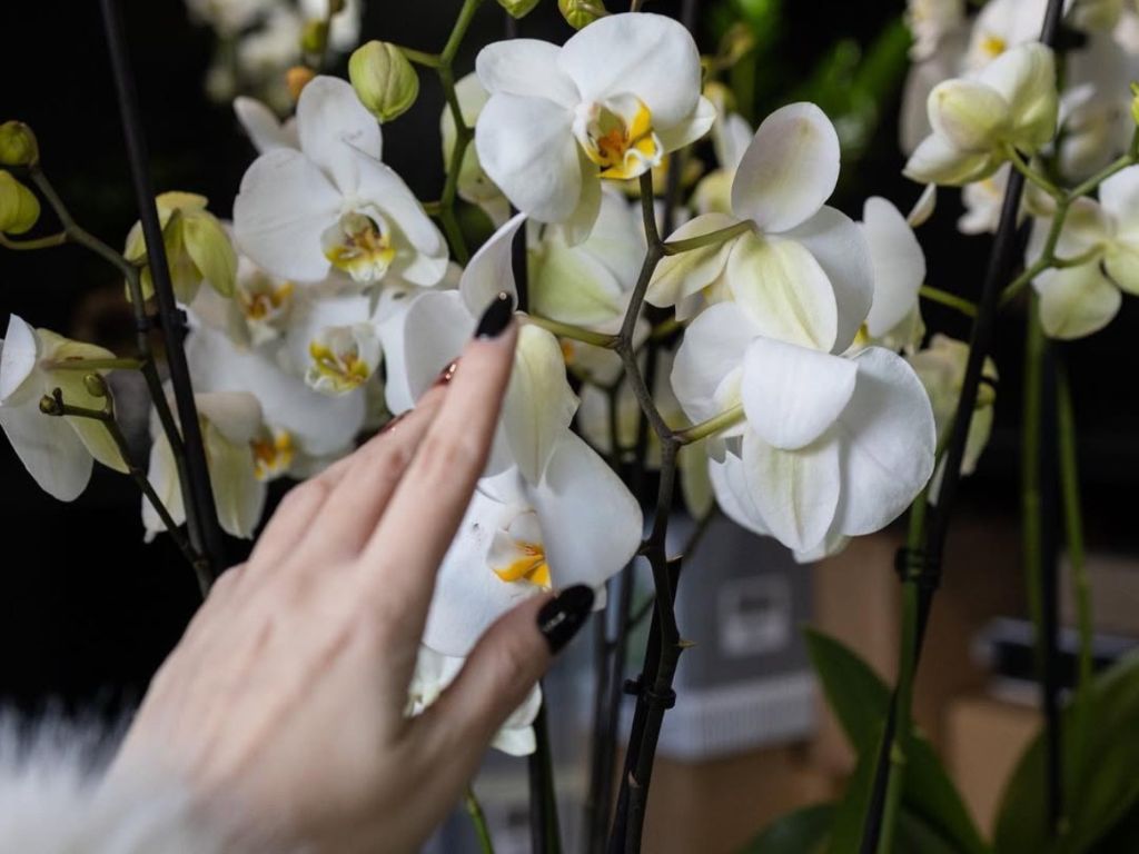 VAGENAS FLOWERS-ΑΝΘΟΠΩΛΕΙΟ-ΛΟΥΛΟΥΔΙΑ-epagelmaties.com.gr