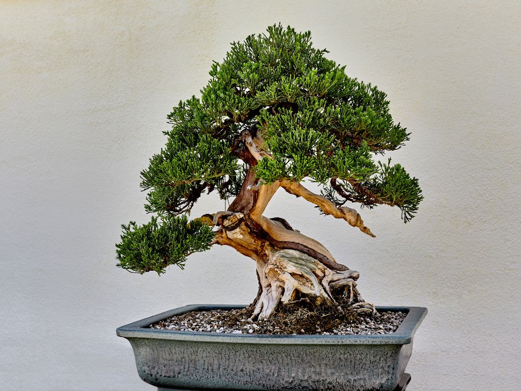 VAGENAS FLOWERS-ΑΝΘΟΠΩΛΕΙΟ-ΜΠΟΝΣΑΙ-epagelmaties.com.gr