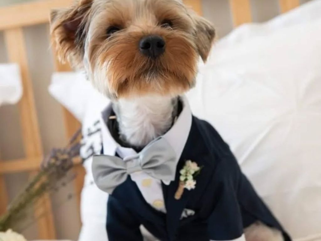 Demetrios Photography Φωτογράφος Γάμου & Βάπτισης Ζωγράφου