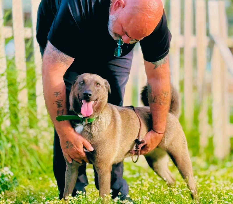 Μεταφορά κουταβιών με ασφάλεια σε όλη την Ελλάδα.epagelmaties.com.gr