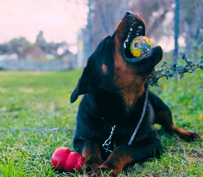 Ξενοδοχείο σκύλων με έκπτωση 15% για ΑμεΑ.ameafriendly.gr