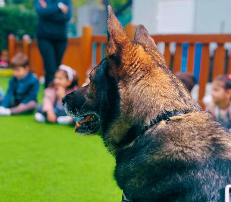 Παιδί με ειδικές ανάγκες παίζει με θεραπευτικό σκύλο.epagelmaties.com.gr