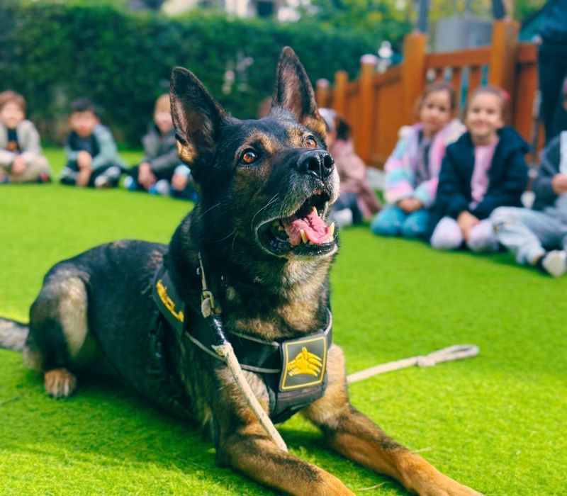 Πρόγραμμα μείωσης άγχους μέσω επαφής με σκύλους.ameafriendly.gr