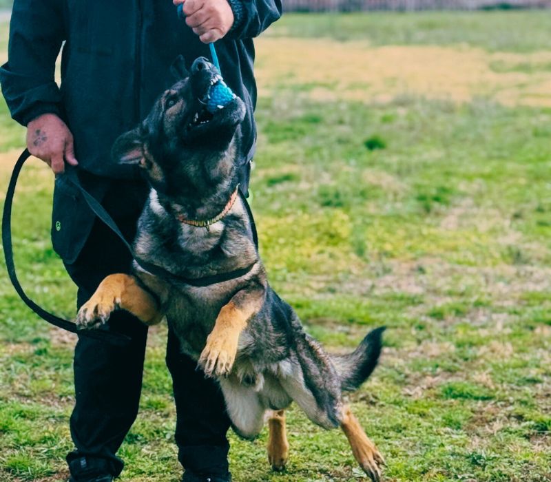 Σύγχρονες μέθοδοι βασικής υπακοής σκύλων.epagelmaties.com.gr