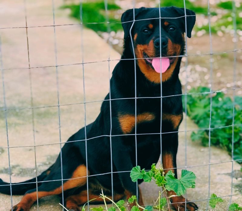 Φιλοξενία κατοικιδίων σε ασφαλές περιβάλλον.ameafriendly.gr