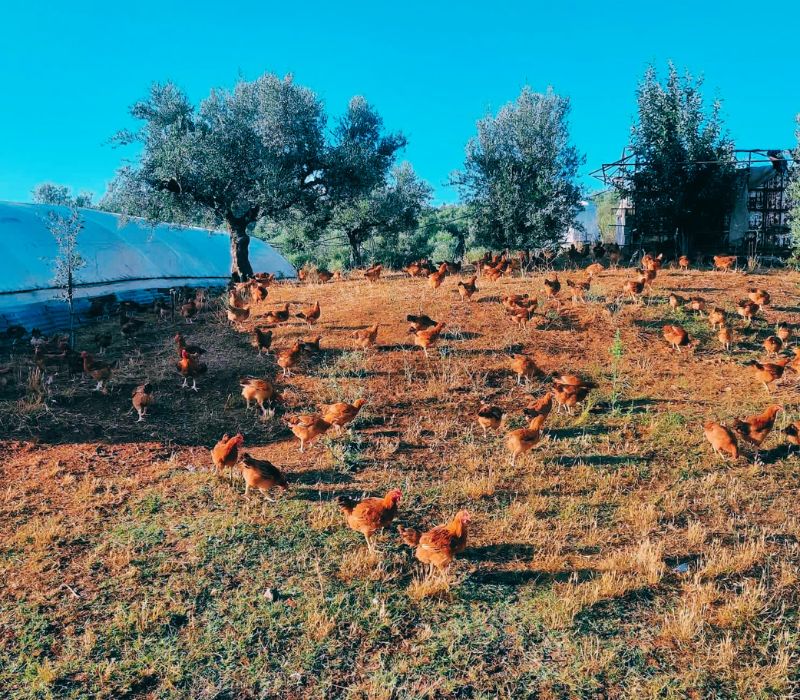 Giannakos Biofarm Η κορυφαία επιλογή για καθαρά και φυσικά βιολογικά αυγά .epagelmaties.com.gr