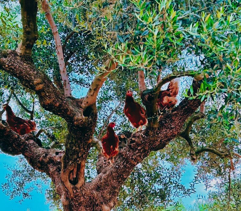 Κότες ελευθέρας βοσκής που τρέφονται με χαμομήλι για μοναδική νοστιμιά .ameafriendly.gr