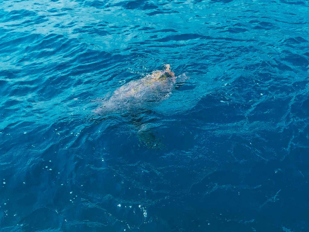 Χελώνα Καρέτα Καρέτα ΑμεΑ Friendly